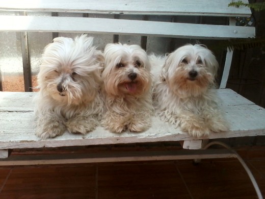 Mis tres regalones.